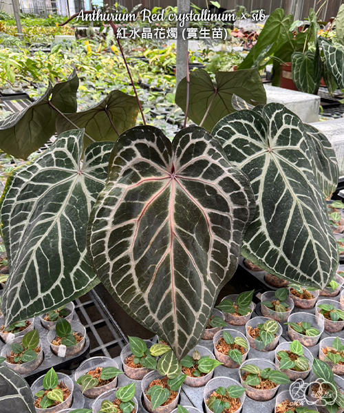 美琪園藝Miki Orchid - 品種詳細頁
